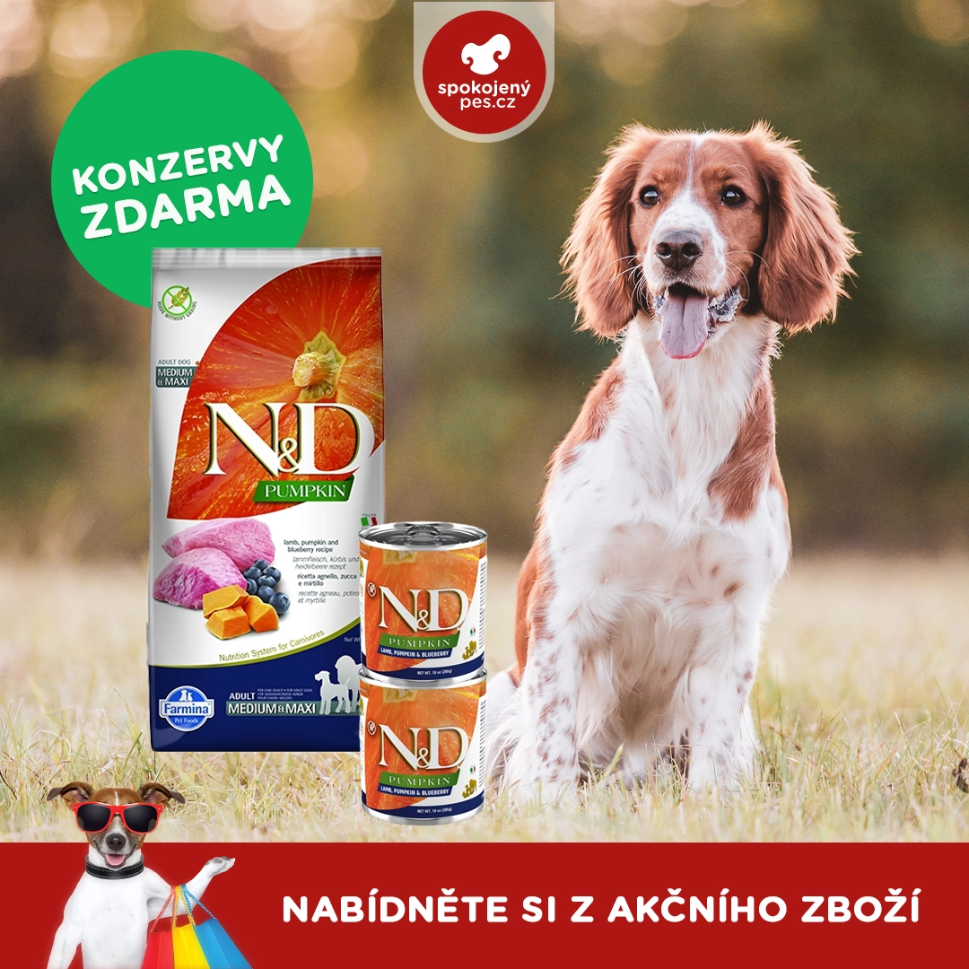 dog nd.webp